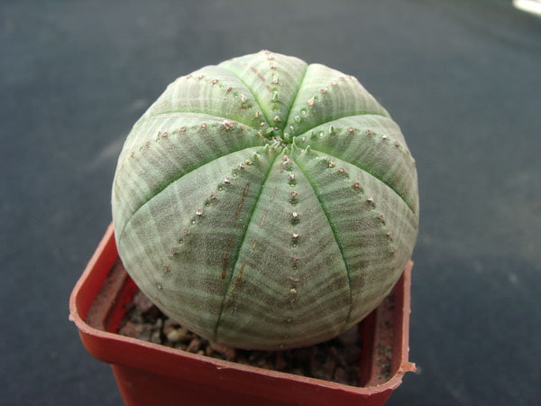 Euphorbia obesa
