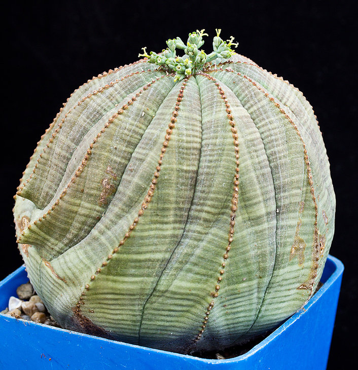 Euphorbia obesa 001
