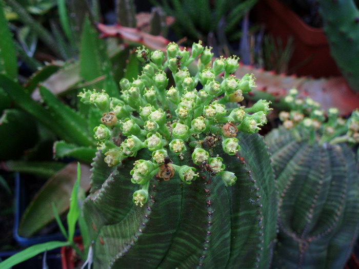 Euphorbia obesa 002