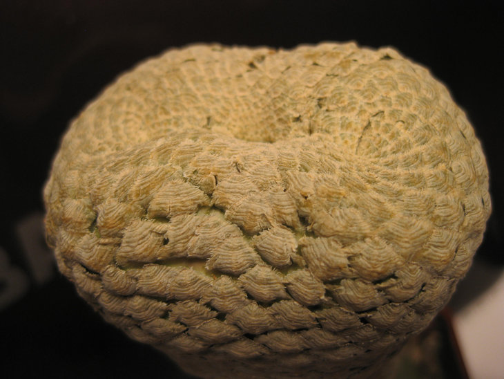 Euphorbia piscidermis Sirocco winner march2012