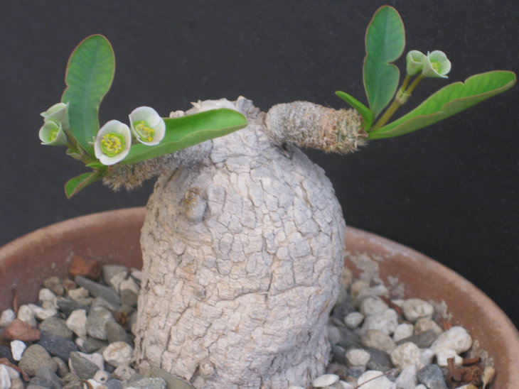 Euphorbia primulifolia var  begardii