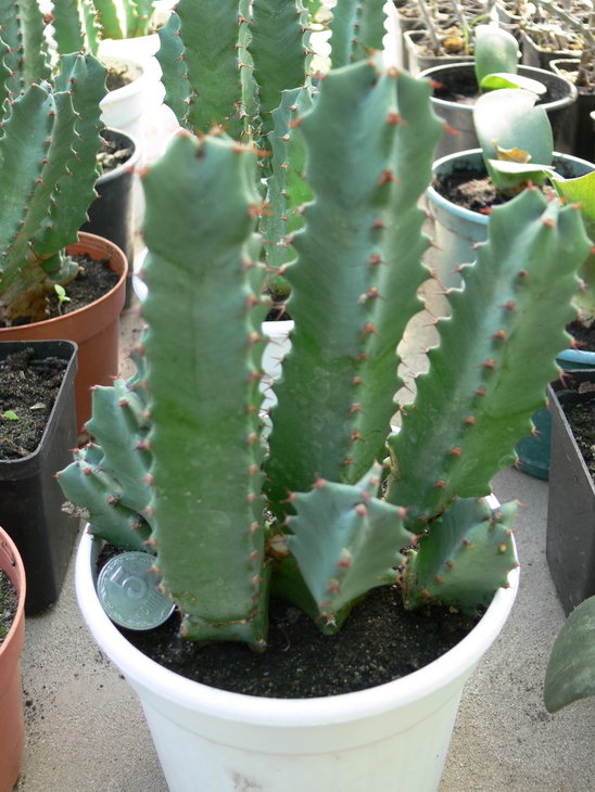 Euphorbia resinifera 001