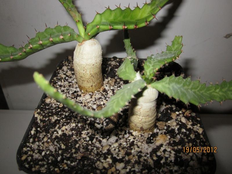 Euphorbia stellata