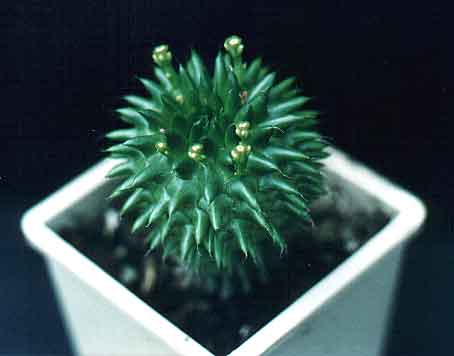 Euphorbia susannae