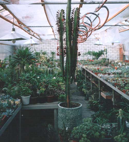Euphorbia trigona f. rubra