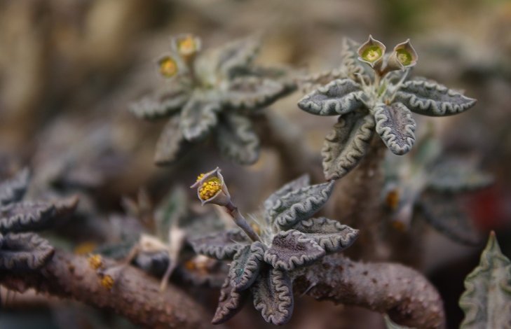 Euphorbia tulearensis
