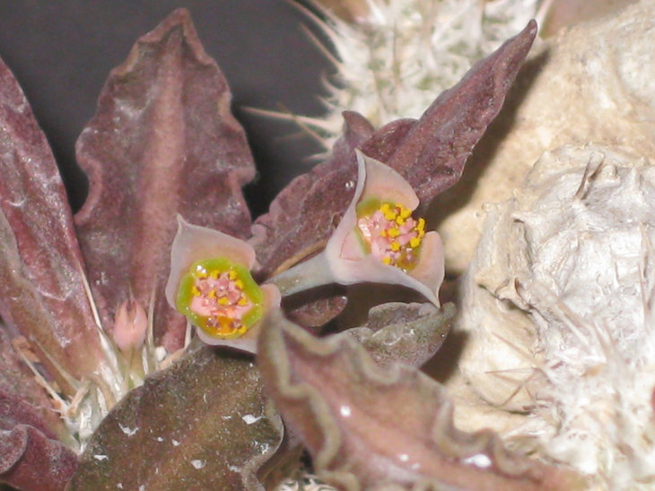 Euphorbia tulearensis 001