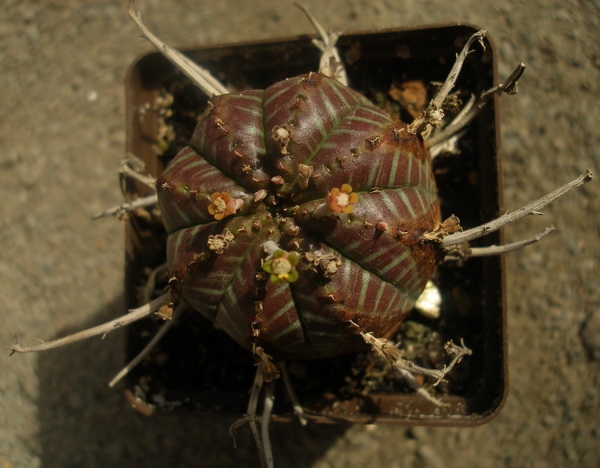 Euphorbia valida 