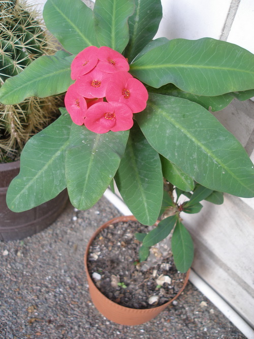 Euphorbia millii cv. 'Siraya'