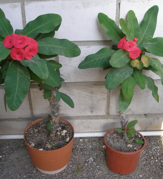 Euphorbia millii cv. 'Siraya'