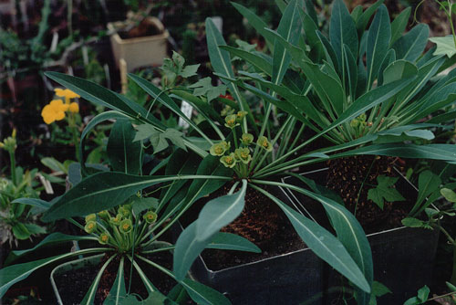 Euphorbia bupleurifolia