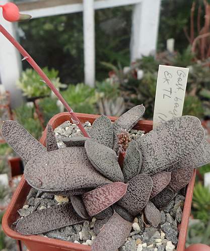 Gasteria  baylissiana