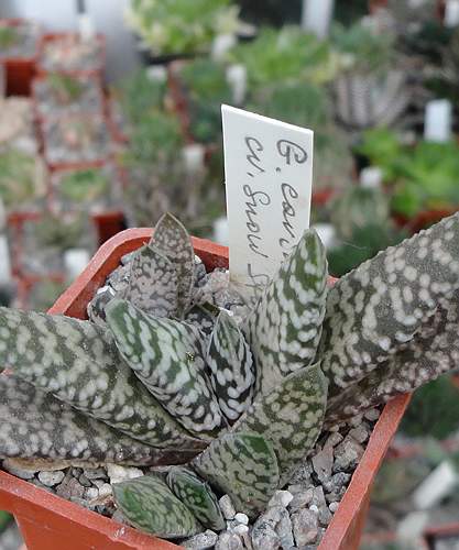Gasteria carinata cv Snow storm