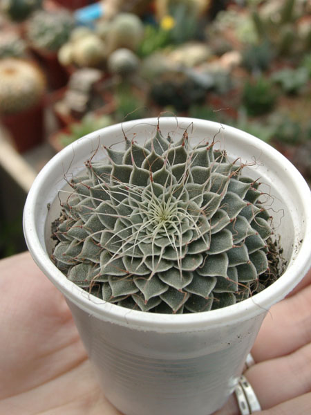 Graptopetalum filiferum