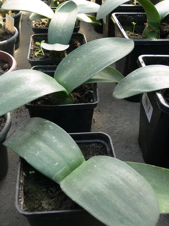 Haemanthus albiflos