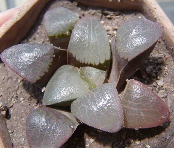 Haworthia bayeri hybr.