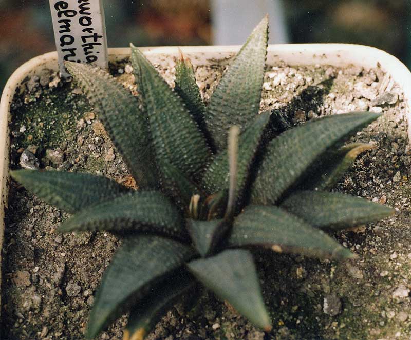 Haworthia koelmaniorum