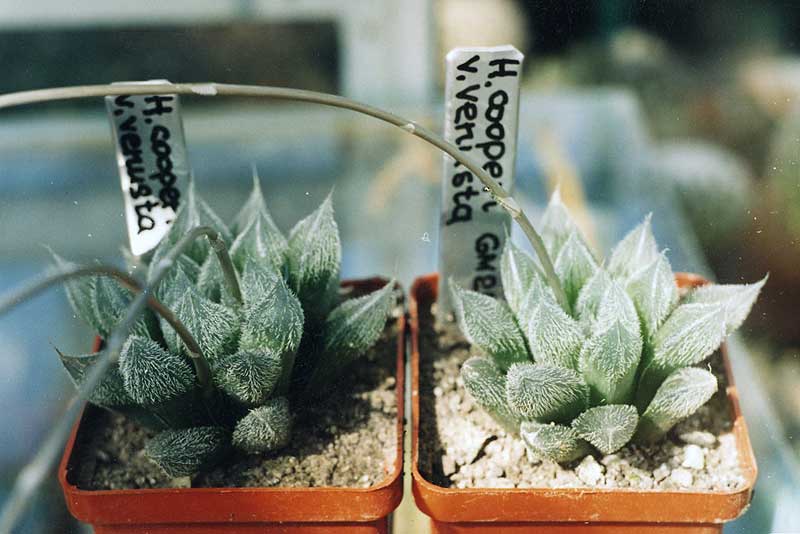 Haworthia cooperi v. venusta