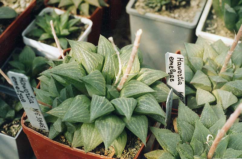 Haworthia emelyae