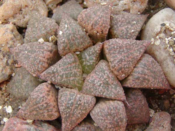 Haworthia emelyae (японская селекция)