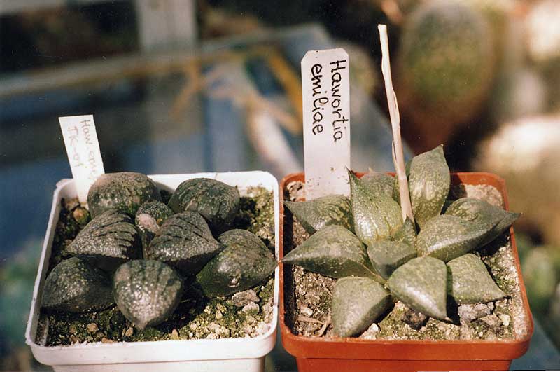 Haworthia emelyae