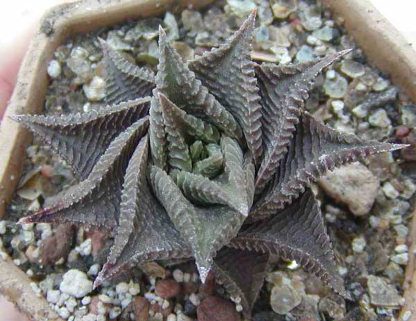 Haworthia limifolia