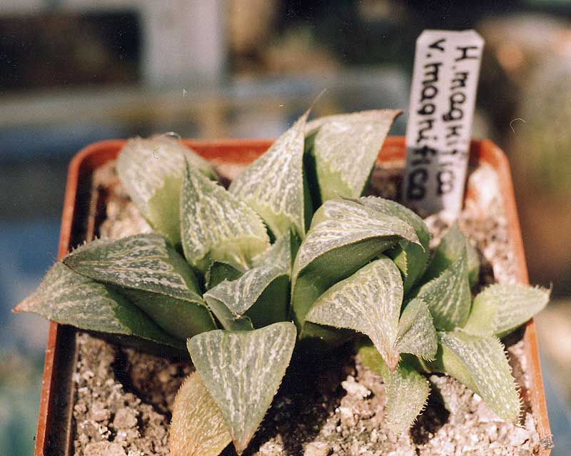 Haworthia magnifica v. magnifica