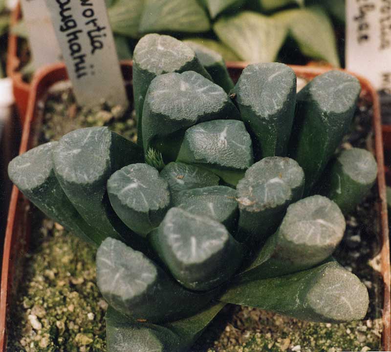 Haworthia maughanii