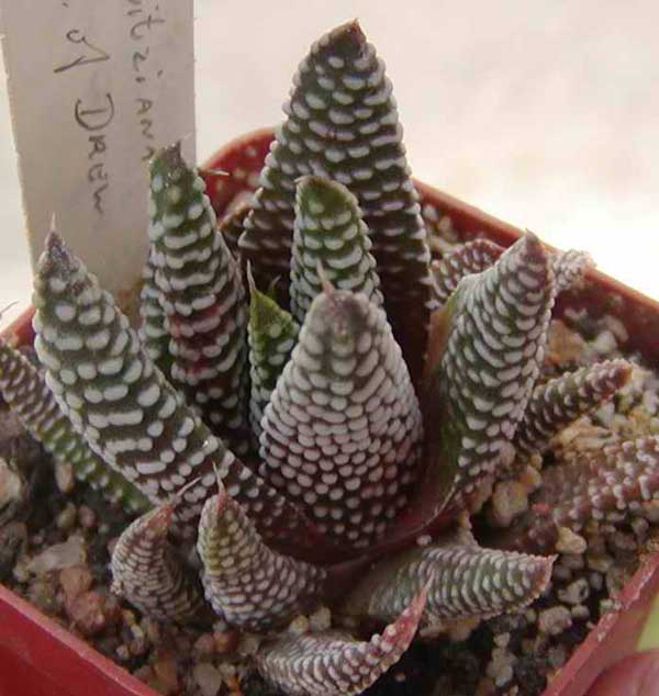 Haworthia minima