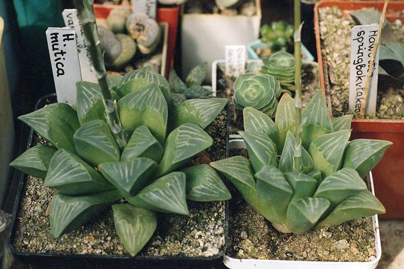 Haworthia mutica
