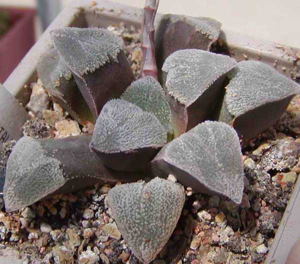 Haworthia pygmaea v. crystalina
