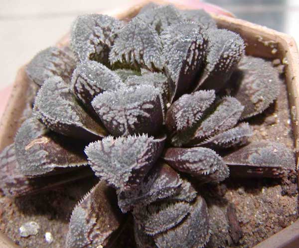 Haworthia cv. 'Kegazato'