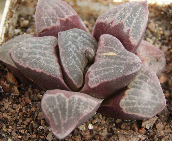 Haworthia pygmaea v. argenteo-maculosa