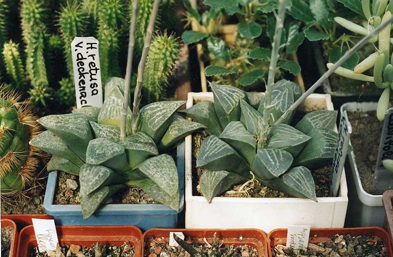 Haworthia retusa v. dekenahii