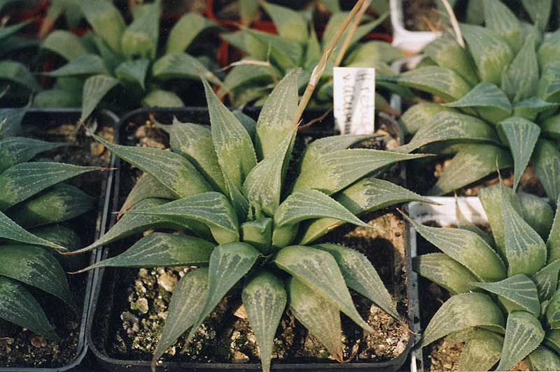 Haworthia retusa v. acuminata