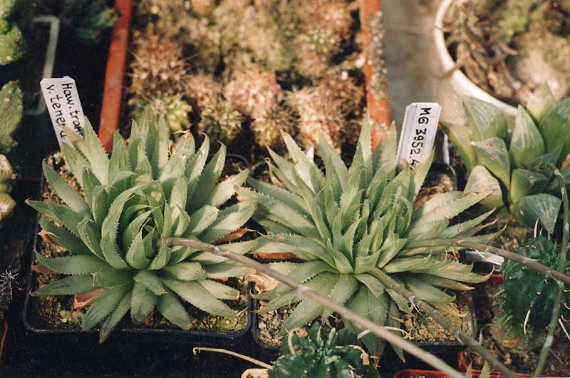 Haworthia translucens v. tenera