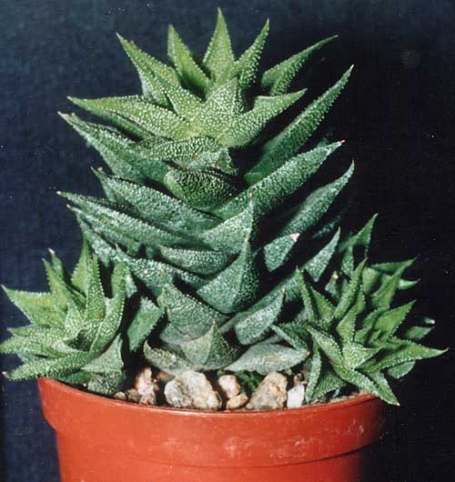 Haworthia сassytha