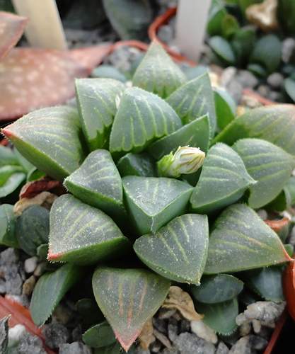 Haworthia  magnifica