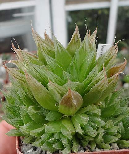 Haworthia cooperi  v leightonii