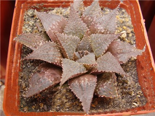 Haworthia hybr1 Gorbachev FG