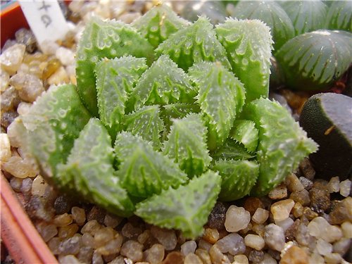 Haworthia hybr2 Gorbachev FG