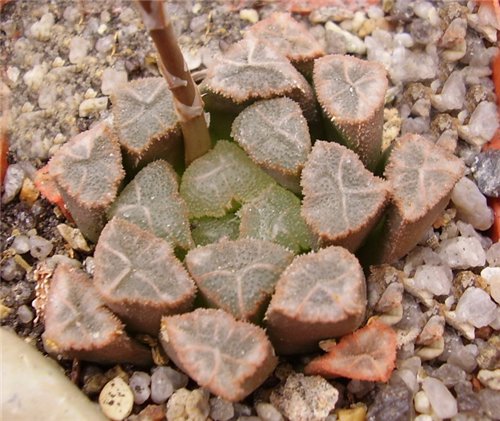 Haworthia hybr3 Gorbachev FG