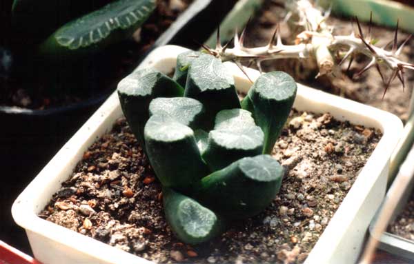 Haworthia maughanii