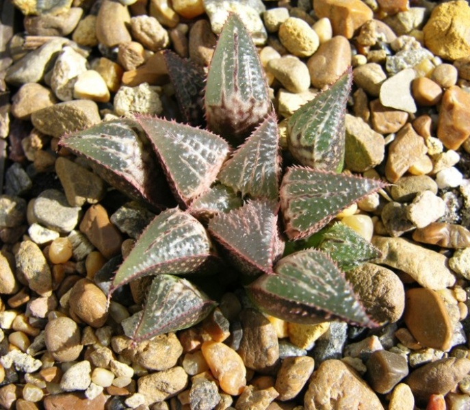 Haworthia mirabilis v badia x H emelyae v major Telp-El FG