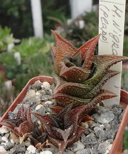 Haworthia nigra  Plapp