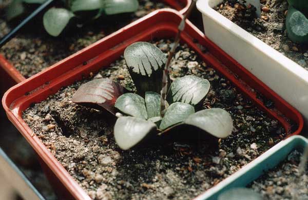 Haworthia springbokvlakensis