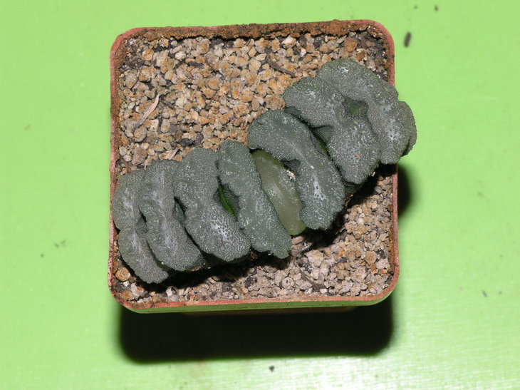 Haworthia truncata