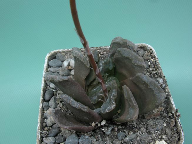 Haworthia truncata x cooperi v obtusa Rigum FG