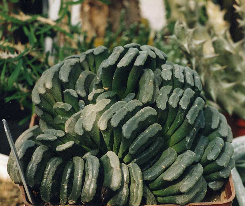 Hawortia truncata