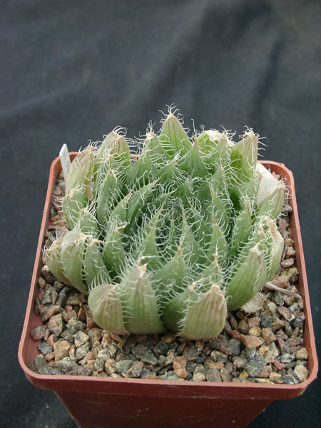 Hawortia arachnoidea